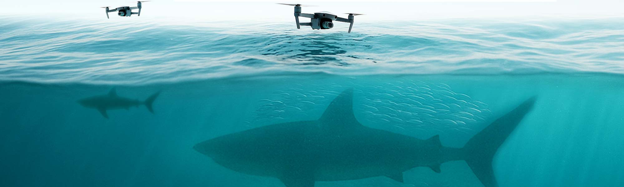 Sharkeye - Real Time AI Shark Detection Drone (Member only)
